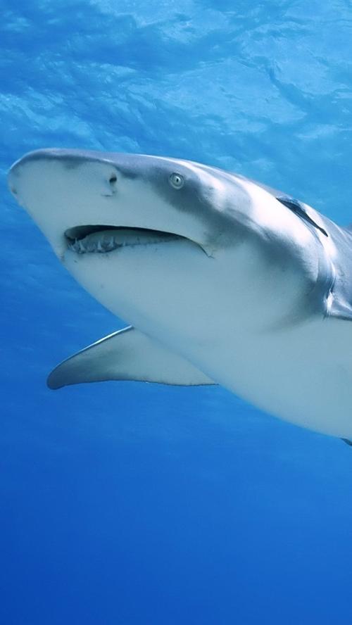 壁纸 鲨鱼,海洋动物,水下 1920x1200 hd 高清壁纸