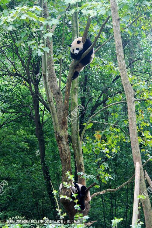 爬树的大熊猫