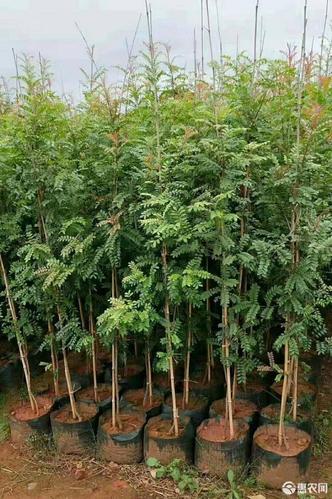 清香木苗清香木―用于绿化工程庭院种植美化环境