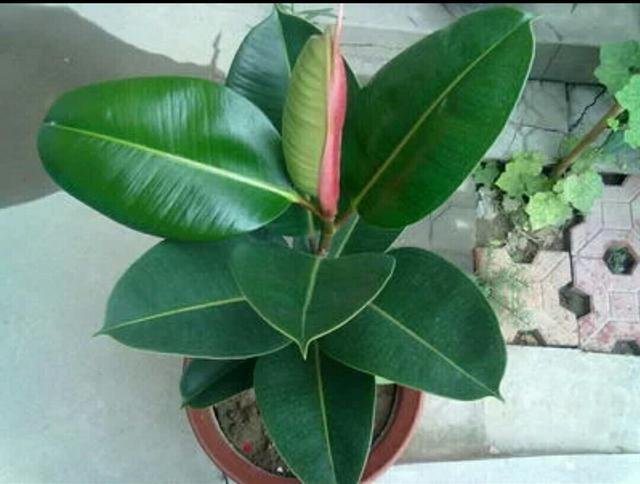 橡皮树的花友很多,相信大家对橡皮树并不陌生,虽然很少看到橡皮树开花