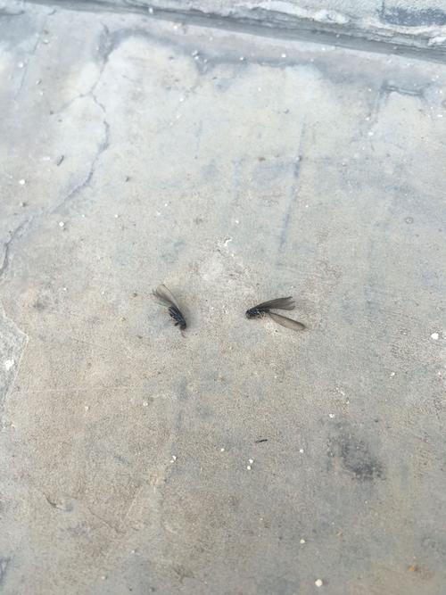 评论 0 0  爱死了你9  采纳率:55%擅长:电脑/网络 其他回答 涨水蚊