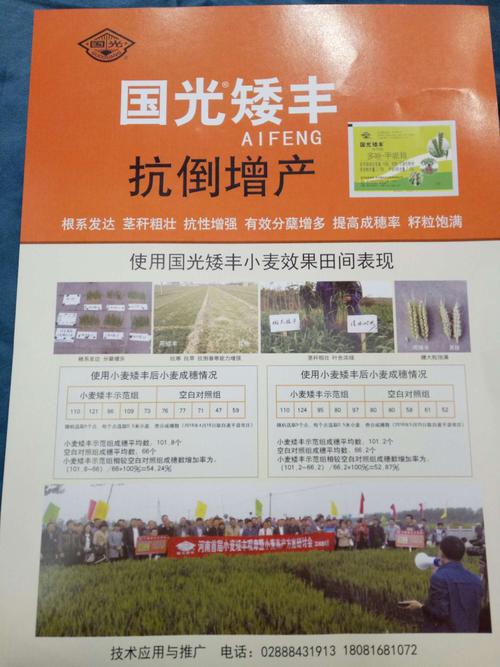 小麦高产套餐:矮丰套餐 优丰套餐.