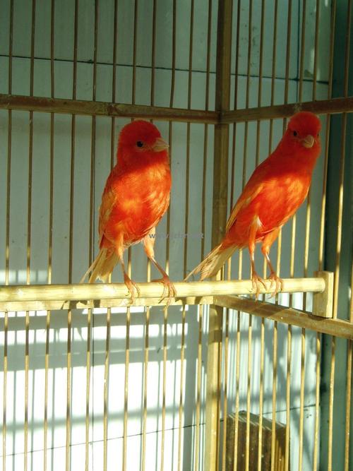 包邮 专业血统正宗纯种辣椒红金丝雀 芙蓉鸟 繁殖贵族鸟 玉鸟商品图片