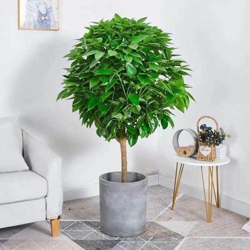 家里养平安树,冬天做好这几件事,叶绿根壮长势旺,护宅又守家!