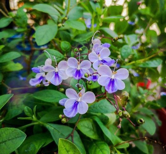 新型阳台盆栽花木—蓝蝴蝶,数姿美观,花似蝴蝶,四季都