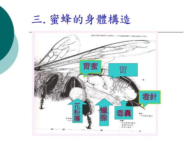 蜜蜂的身体构造~特徵 体长8~20毫米(mm) 身体为黄褐色或黑褐色,生有密