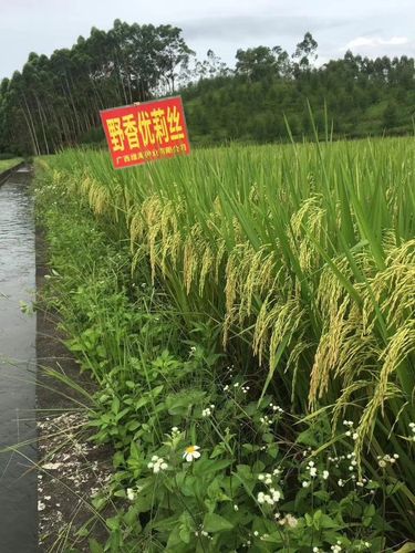 国家金奖品种野香优莉丝代表湖南南洲虾稻品牌米荣获巴拿马万国博览会
