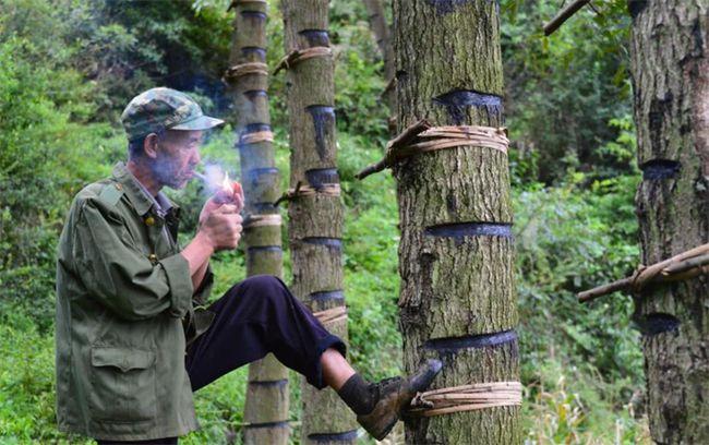 山里的一种漆树会"咬人",树脂250元一公斤,却少有人割