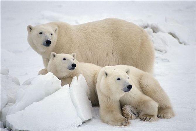 三只动物图片_全景网
