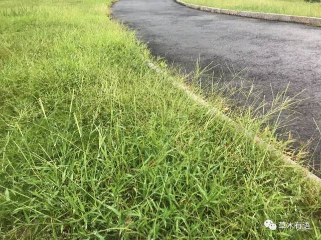 这些地方有马唐也有牛筋草