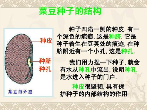 种皮很坚韧,具有保 护种子的内部结构的作用