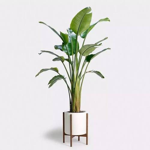 天堂鸟并不适合养室内,为啥还有这么多人不信邪将它养