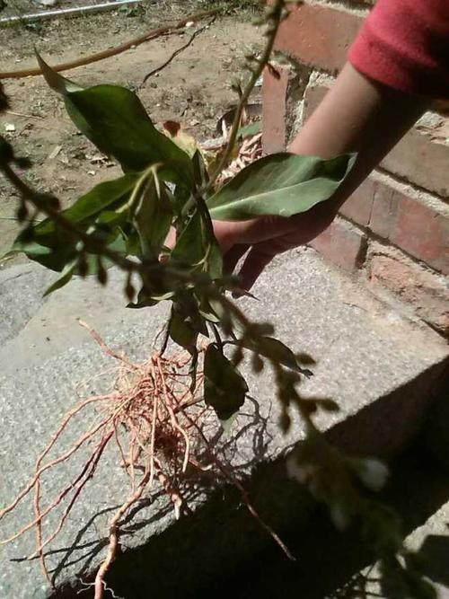 金鸡脚下红(家里的土话叫法)