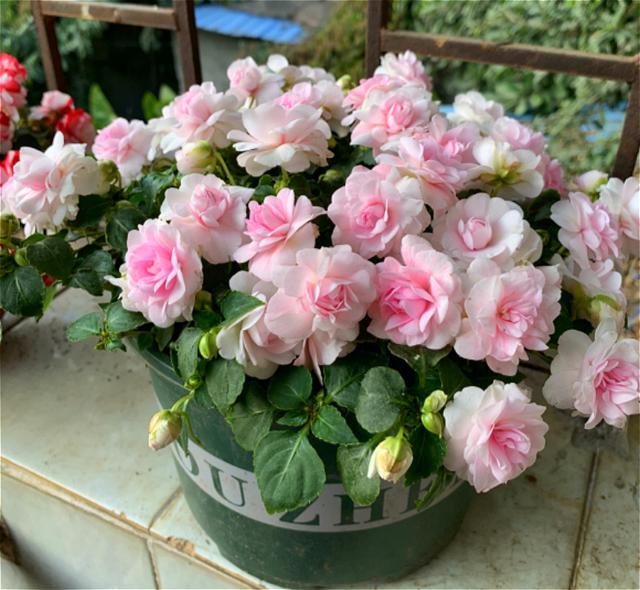 这种凤仙花,花开美胜月季,一年四季都有花看!