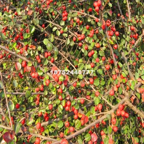【江苏宿迁平枝栒子苗 开花红果平枝荀子盆栽铺地红