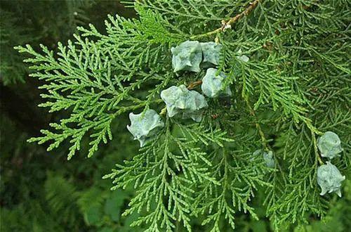 "侧柏叶小档案侧柏叶生长于较干燥的山坡或从栽培,全国各地均有分布