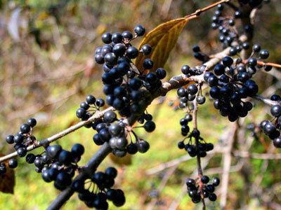 山葡萄提取物/野葡萄提取物 森冉生物天然萃取