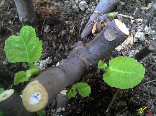 扦插无花果枝条日记