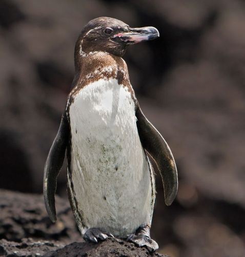 galapagos penguin