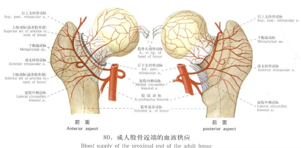 骨的血供中断,引起骨组织及骨髓成分死亡及随后的修复,继而导致股