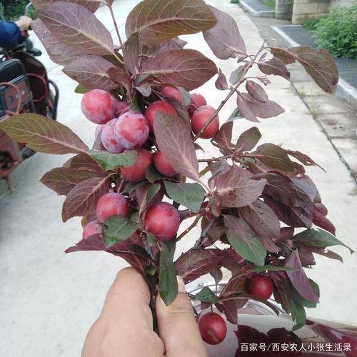 红叶李的果实很诱人,但是它能吃吗