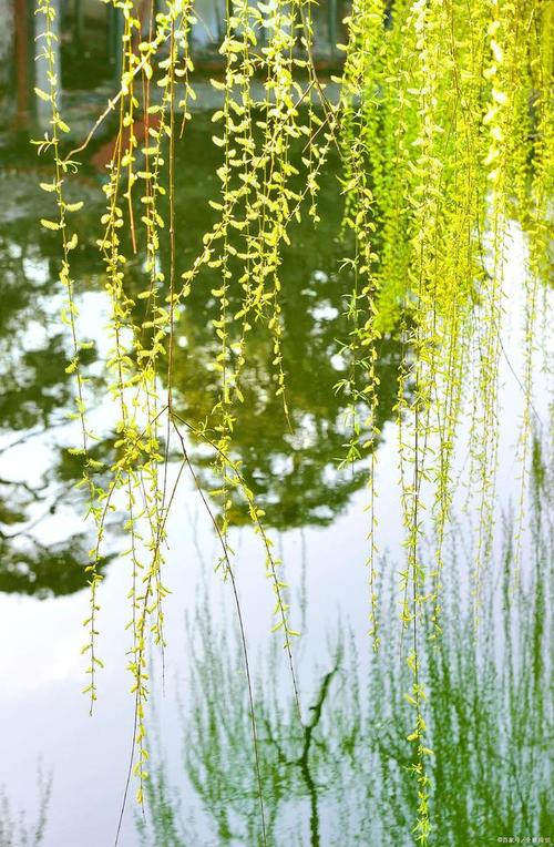 庭院深深深几许,杨柳堆烟,帘幕无重数——宋代:欧阳修