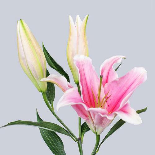 花卉种植 单只百合花图片  高仿真百合花假百合花,pu百合单支花,客厅