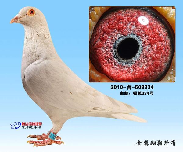 银狐334_金翼翱翔_ ag188.com爱鸽商城_中国信鸽信息网
