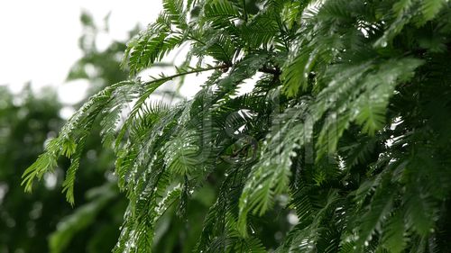 下雨_雨中树林_雨景