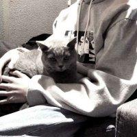 qq头像男生抱着宠物 抱着猫的帅气头像