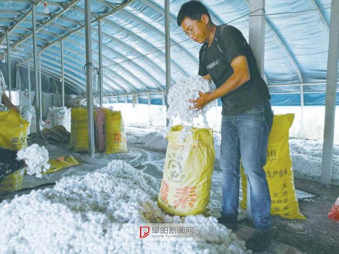 大棚养蚕,"作茧致富"