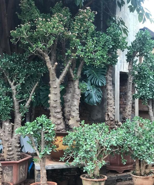 20年的玉树老桩,10年的芦荟老桩,学会简单方法,你家也