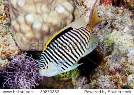 zebra angelfish (genicanthus caudovittatus) in the red sea egypt
