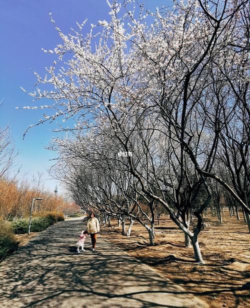 北京奥森初春_樱花季_景点_宁静_暖春樱花季_出行_人文风光展示_旅行