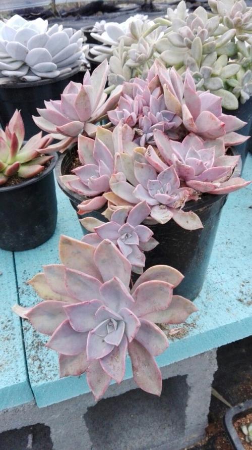 多肉植物,初恋,老桩造型,超级心水