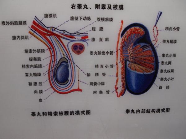 性生活可刺激睾丸功能(图).docx