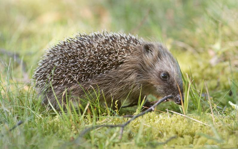 萌萌哒小刺猬壁纸_非常可爱的小刺猬