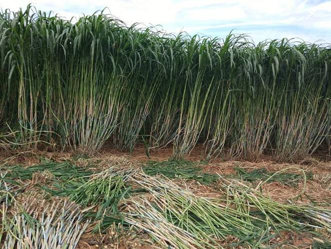 增润新型皇竹草种节 皇竹草种子种苗 多年生养殖牧草黄竹草