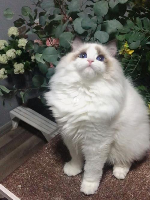 眼色素6度的布偶猫太迷人