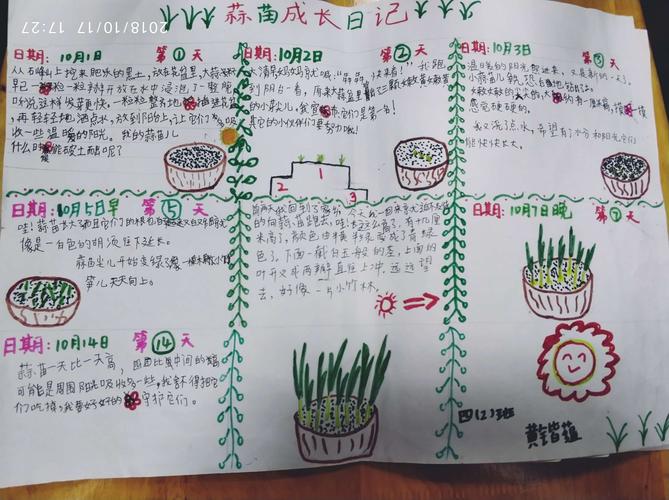 四(2)班我们的观察日记——大蒜种植记