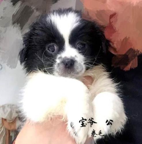 自家蝴蝶犬串串真心寻觅爱心主人