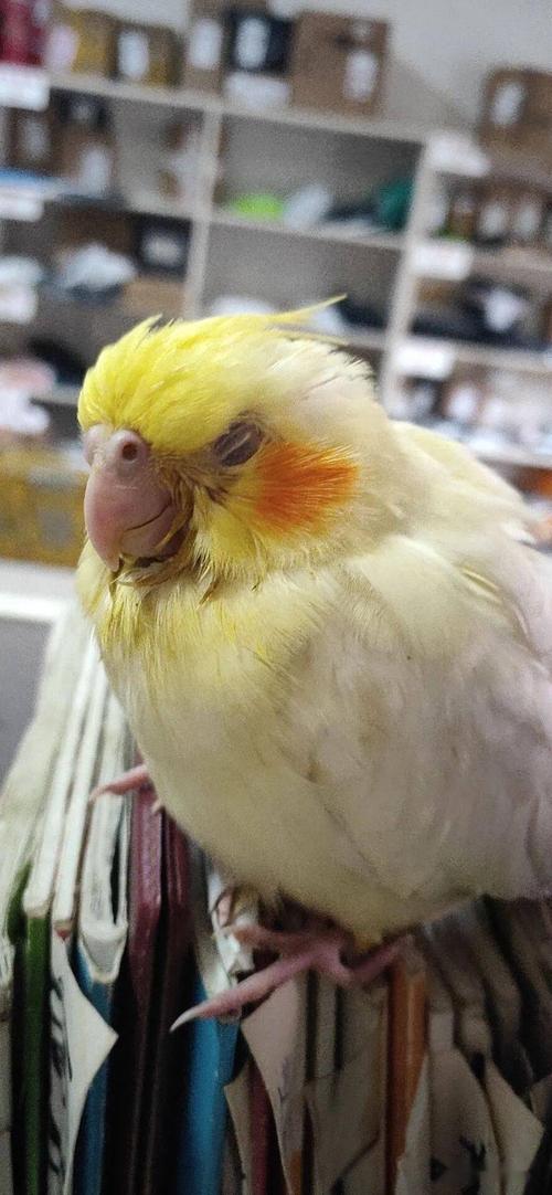 玄凤鹦鹉幼鸟在保温箱里晚上温度调多少?