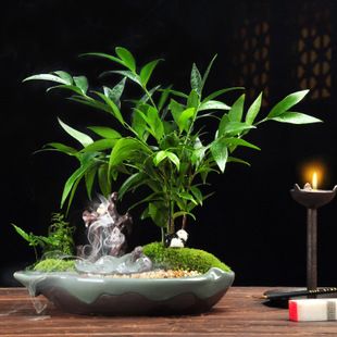 竹柏盆栽植物室内办公室田园简约陶瓷花盆桌面摆件防辐射净化空气