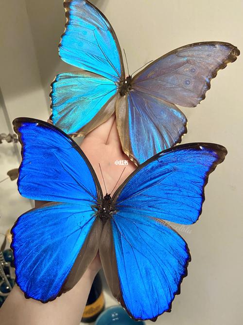 幽幽蓝色|大蓝闪蝶03_蝴蝶标本_兴趣爱好