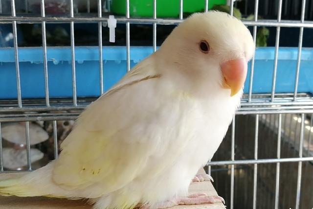 网易首页>网易号>正文申请入驻> 日银牡丹鹦鹉特点是面部和飞羽呈白色