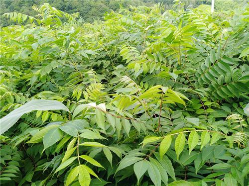 湖南黄柏树苗基地直销
