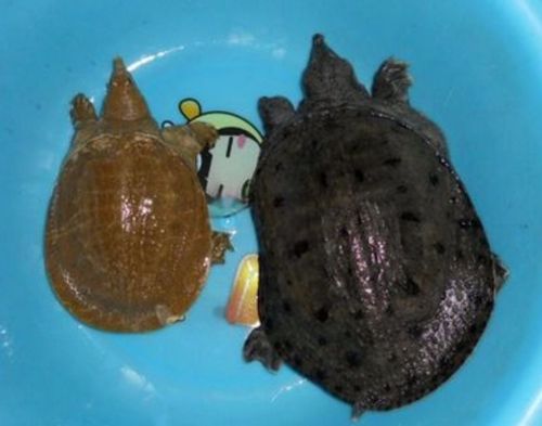 怎么分辨野生甲鱼呢?