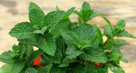 几种常见的真假薄荷,带你认识薄荷