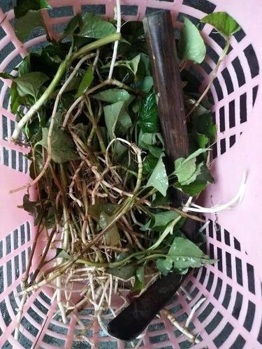 农村常见1种草,叶子形似狗耳朵,常吃对身体炎症好!