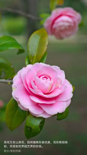 山茶花 